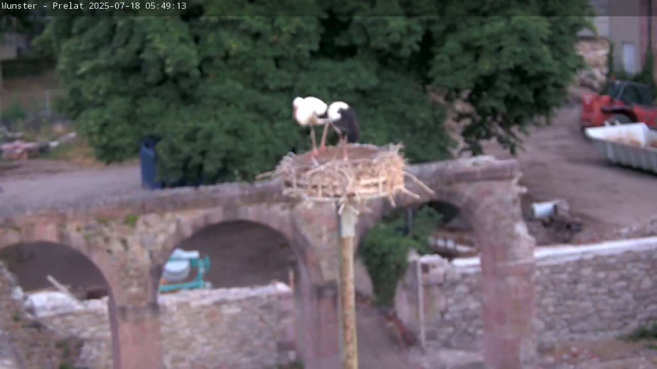 Munster, Ruines de l'Ancienne abbaye Saint Grégoire (Ruins of the Old Abbey of Saint Gregory) & Stork Nest Live Cam - Colmar-Ribeauvillé, Haut-Rhin, Grand Est, France