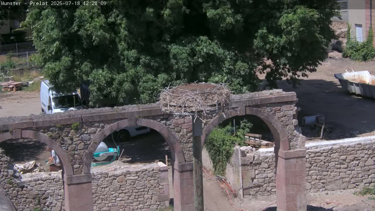 Munster, Ruines de l'Ancienne abbaye Saint Grégoire (Ruins of the Old Abbey of Saint Gregory) & Stork Nest Live Cam - Colmar-Ribeauvillé, Haut-Rhin, Grand Est, France