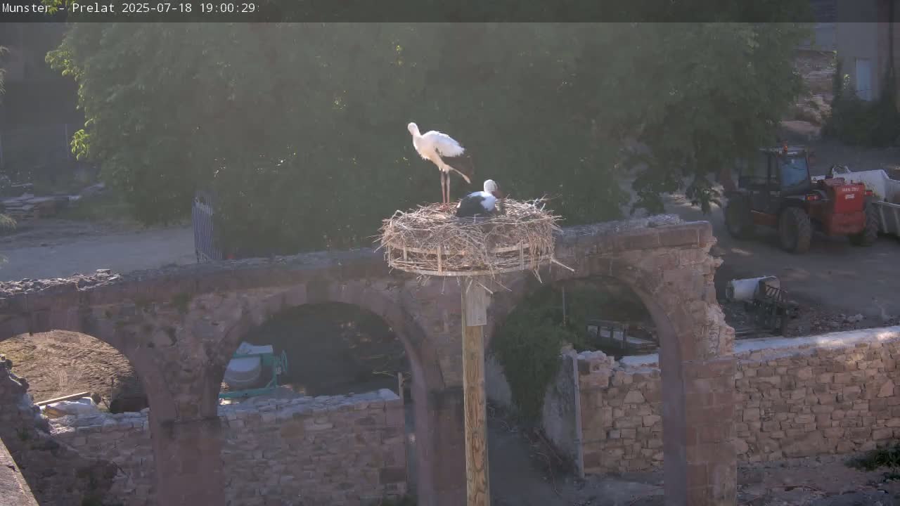 Munster, Ruines de l'Ancienne abbaye Saint Grégoire (Ruins of the Old Abbey of Saint Gregory) & Stork Nest Live Cam - Colmar-Ribeauvillé, Haut-Rhin, Grand Est, France