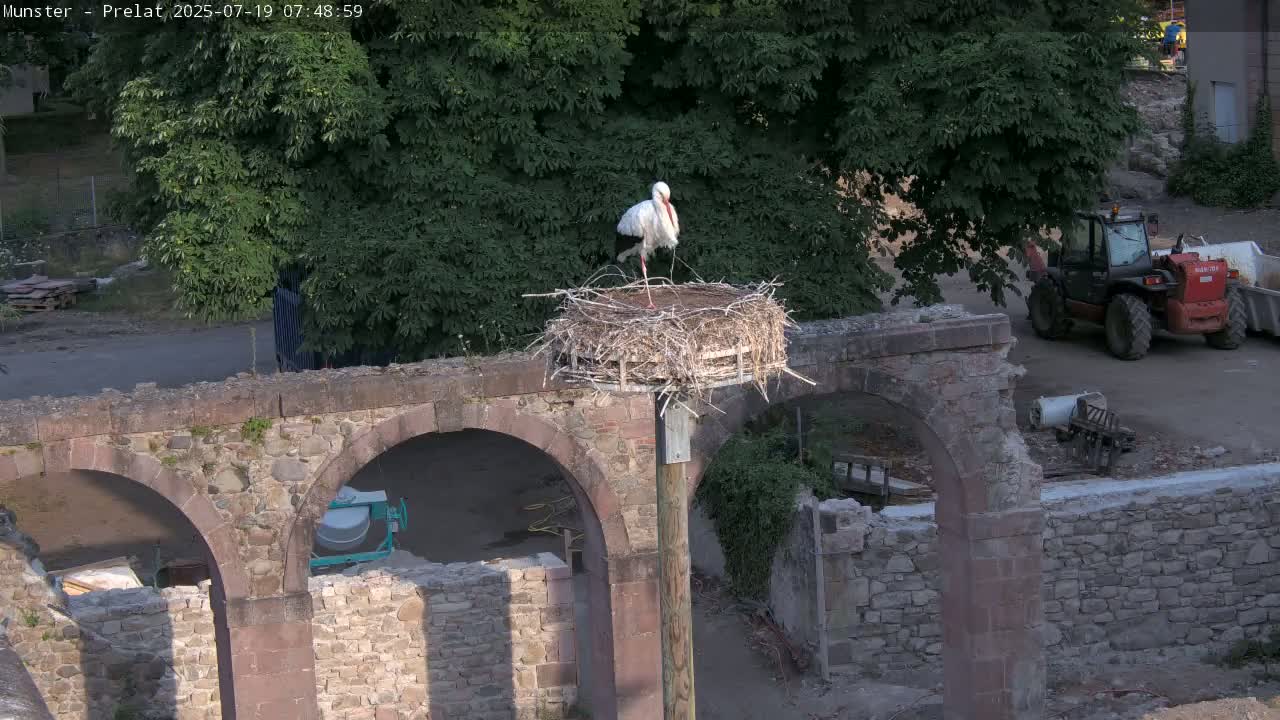 Munster, Ruines de l'Ancienne abbaye Saint Grégoire (Ruins of the Old Abbey of Saint Gregory) & Stork Nest Live Cam - Colmar-Ribeauvillé, Haut-Rhin, Grand Est, France