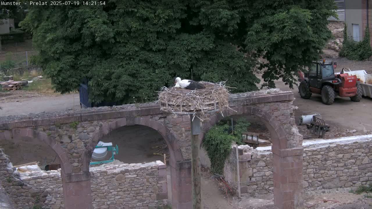 Munster, Ruines de l'Ancienne abbaye Saint Grégoire (Ruins of the Old Abbey of Saint Gregory) & Stork Nest Live Cam - Colmar-Ribeauvillé, Haut-Rhin, Grand Est, France
