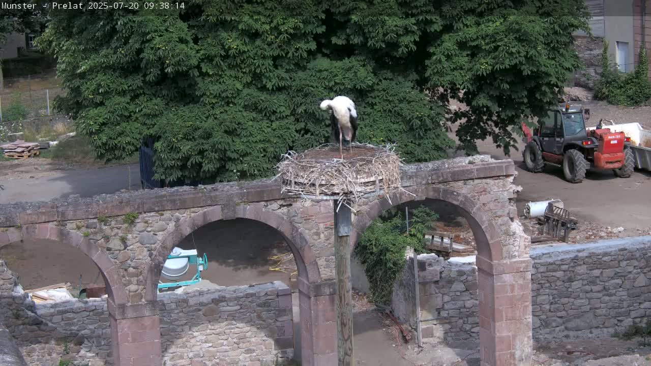 A white stork stands in a large nest atop a wooden post situated on a stone archway on a sunny day.