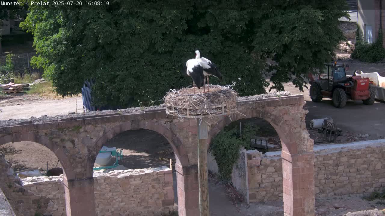 Munster, Ruines de l'Ancienne abbaye Saint Grégoire (Ruins of the Old Abbey of Saint Gregory) & Stork Nest Live Cam - Colmar-Ribeauvillé, Haut-Rhin, Grand Est, France