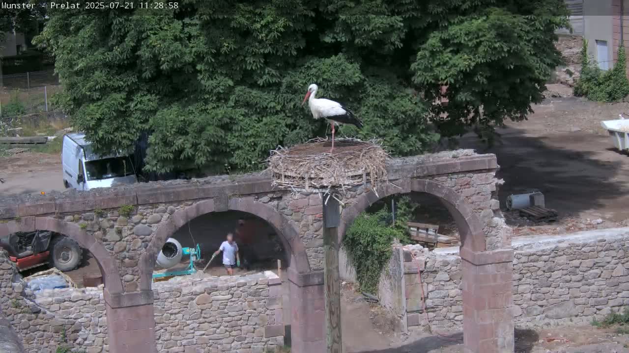 Munster, Ruines de l'Ancienne abbaye Saint Grégoire (Ruins of the Old Abbey of Saint Gregory) & Stork Nest Live Cam - Colmar-Ribeauvillé, Haut-Rhin, Grand Est, France