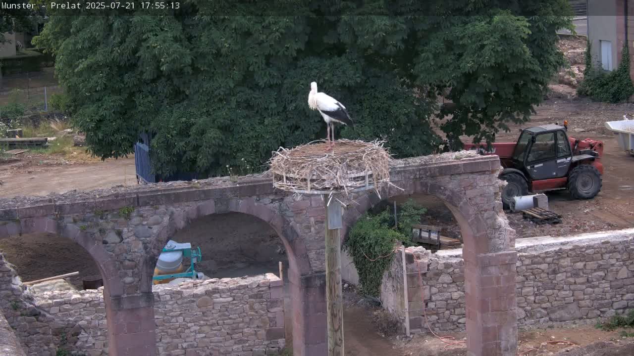 Munster, Ruines de l'Ancienne abbaye Saint Grégoire (Ruins of the Old Abbey of Saint Gregory) & Stork Nest Live Cam - Colmar-Ribeauvillé, Haut-Rhin, Grand Est, France