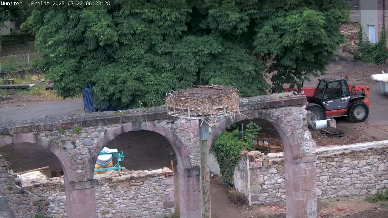 Munster, Ruines de l'Ancienne abbaye Saint Grégoire (Ruins of the Old Abbey of Saint Gregory) & Stork Nest Live Cam - Colmar-Ribeauvillé, Haut-Rhin, Grand Est, France