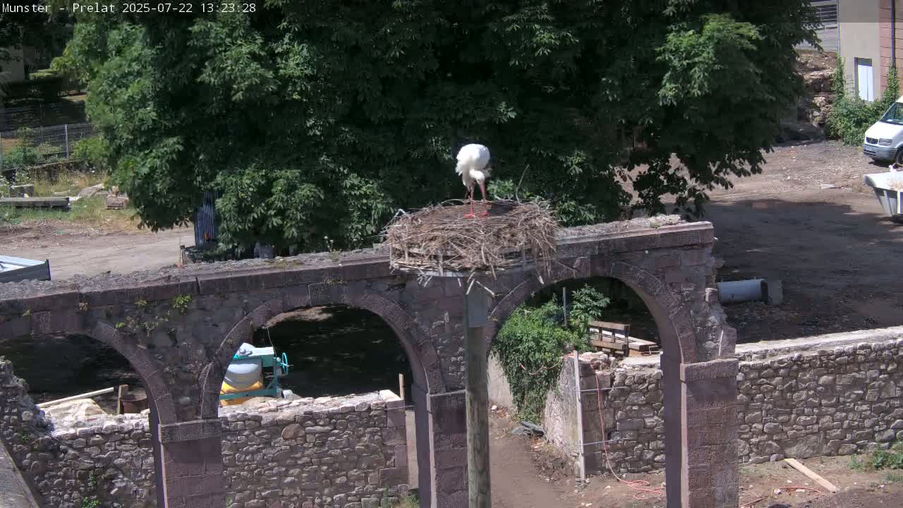 Munster, Ruines de l'Ancienne abbaye Saint Grégoire (Ruins of the Old Abbey of Saint Gregory) & Stork Nest Live Cam - Colmar-Ribeauvillé, Haut-Rhin, Grand Est, France