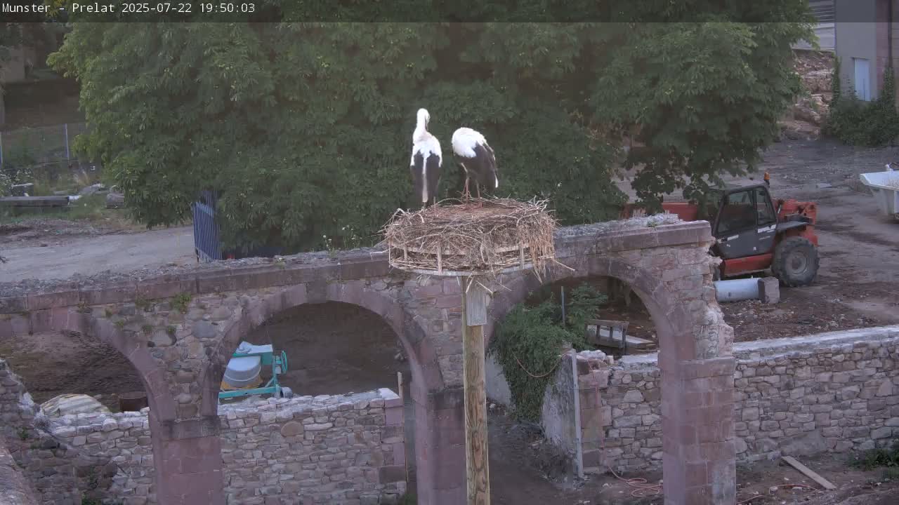 Munster, Ruines de l'Ancienne abbaye Saint Grégoire (Ruins of the Old Abbey of Saint Gregory) & Stork Nest Live Cam - Colmar-Ribeauvillé, Haut-Rhin, Grand Est, France