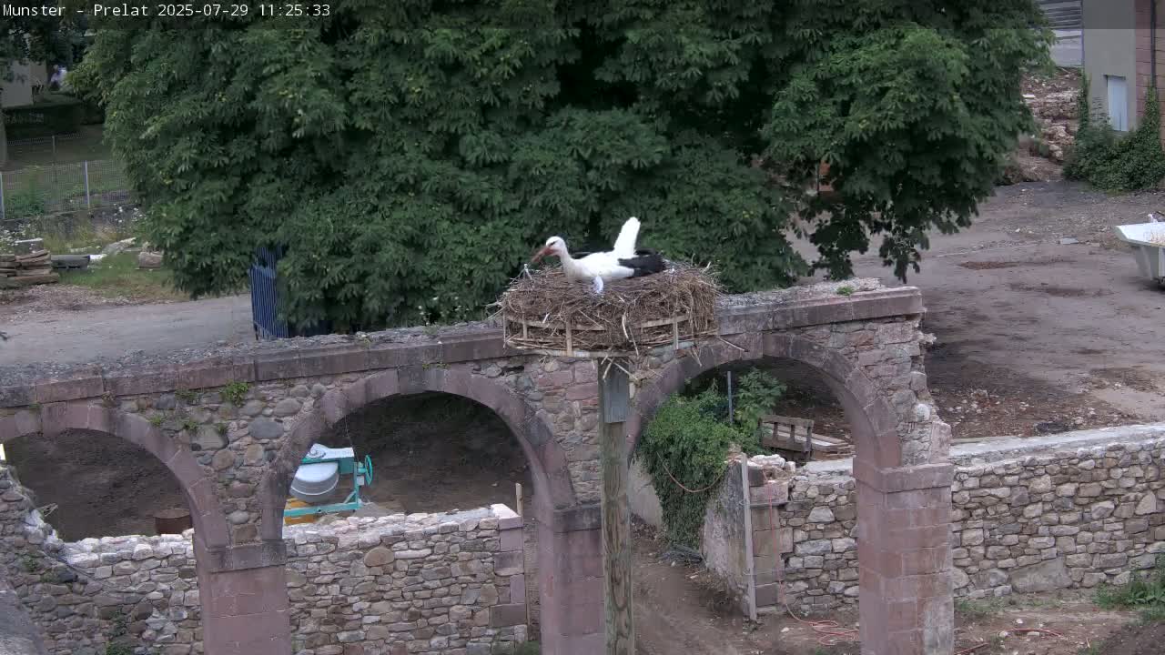 Munster, Ruines de l'Ancienne abbaye Saint Grégoire (Ruins of the Old Abbey of Saint Gregory) & Stork Nest Live Cam - Colmar-Ribeauvillé, Haut-Rhin, Grand Est, France