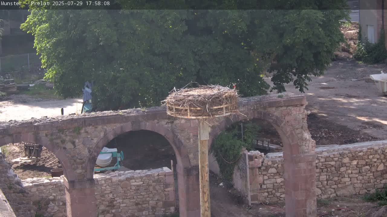 Munster, Ruines de l'Ancienne abbaye Saint Grégoire (Ruins of the Old Abbey of Saint Gregory) & Stork Nest Live Cam - Colmar-Ribeauvillé, Haut-Rhin, Grand Est, France