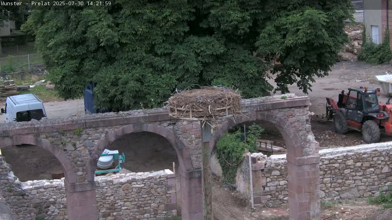 Munster, Ruines de l'Ancienne abbaye Saint Grégoire (Ruins of the Old Abbey of Saint Gregory) & Stork Nest Live Cam - Colmar-Ribeauvillé, Haut-Rhin, Grand Est, France