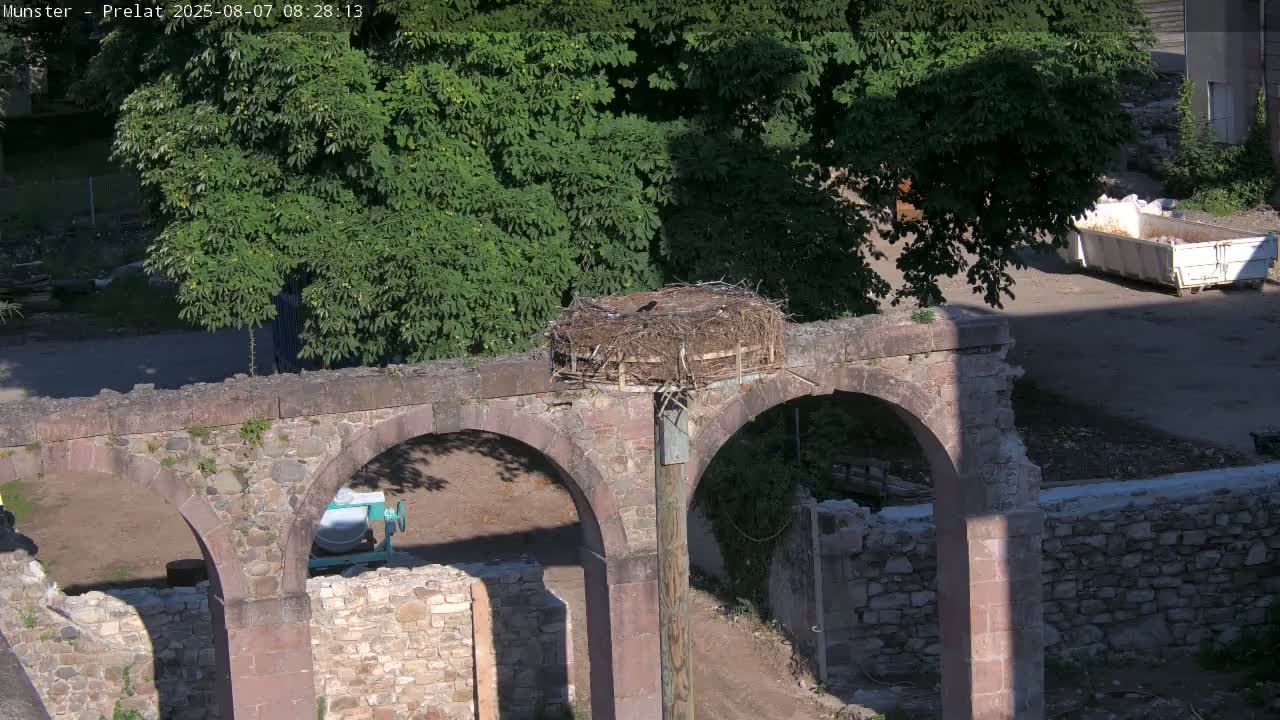 Munster, Ruines de l'Ancienne abbaye Saint Grégoire (Ruins of the Old Abbey of Saint Gregory) & Stork Nest Live Cam - Colmar-Ribeauvillé, Haut-Rhin, Grand Est, France