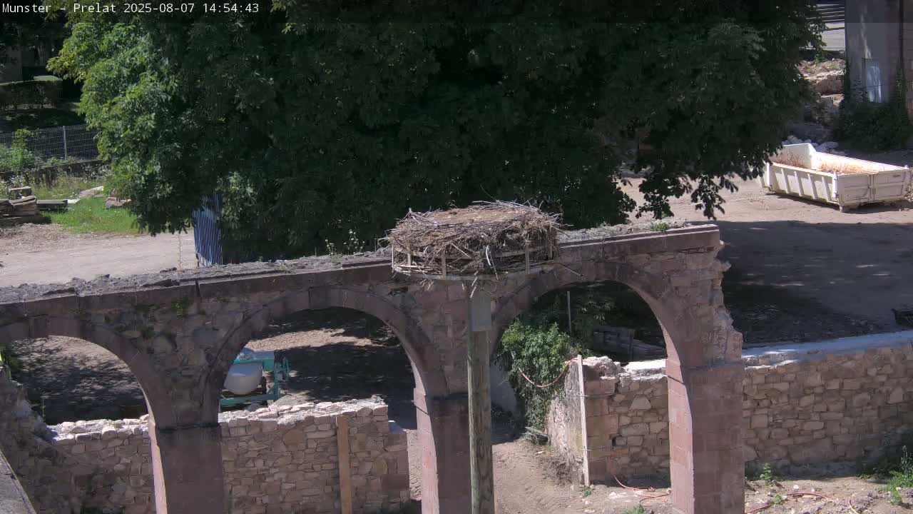 Munster, Ruines de l'Ancienne abbaye Saint Grégoire (Ruins of the Old Abbey of Saint Gregory) & Stork Nest Live Cam - Colmar-Ribeauvillé, Haut-Rhin, Grand Est, France