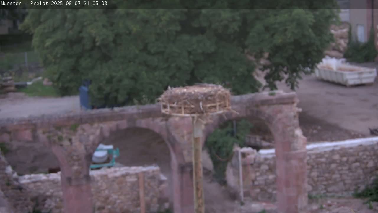 Munster, Ruines de l'Ancienne abbaye Saint Grégoire (Ruins of the Old Abbey of Saint Gregory) & Stork Nest Live Cam - Colmar-Ribeauvillé, Haut-Rhin, Grand Est, France