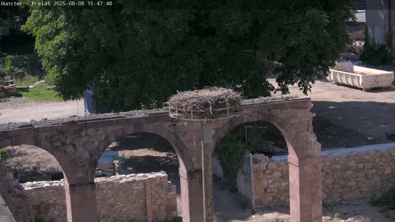 Munster, Ruines de l'Ancienne abbaye Saint Grégoire (Ruins of the Old Abbey of Saint Gregory) & Stork Nest Live Cam - Colmar-Ribeauvillé, Haut-Rhin, Grand Est, France