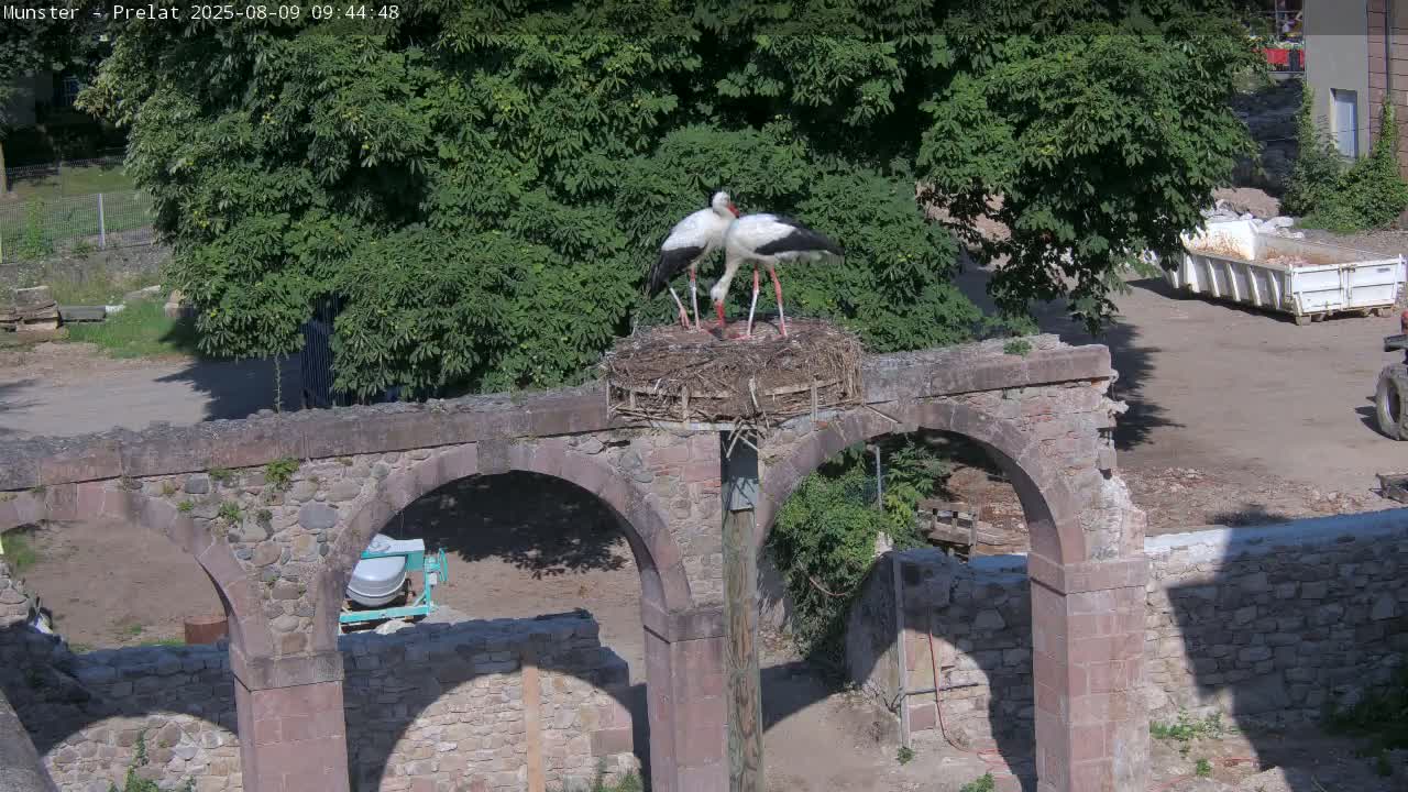 Munster, Ruines de l'Ancienne abbaye Saint Grégoire (Ruins of the Old Abbey of Saint Gregory) & Stork Nest Live Cam - Colmar-Ribeauvillé, Haut-Rhin, Grand Est, France
