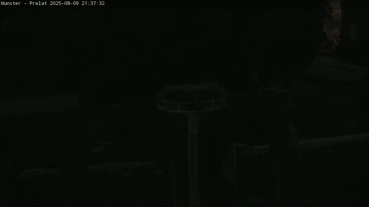 Munster, Ruines de l'Ancienne abbaye Saint Grégoire (Ruins of the Old Abbey of Saint Gregory) & Stork Nest Live Cam - Colmar-Ribeauvillé, Haut-Rhin, Grand Est, France