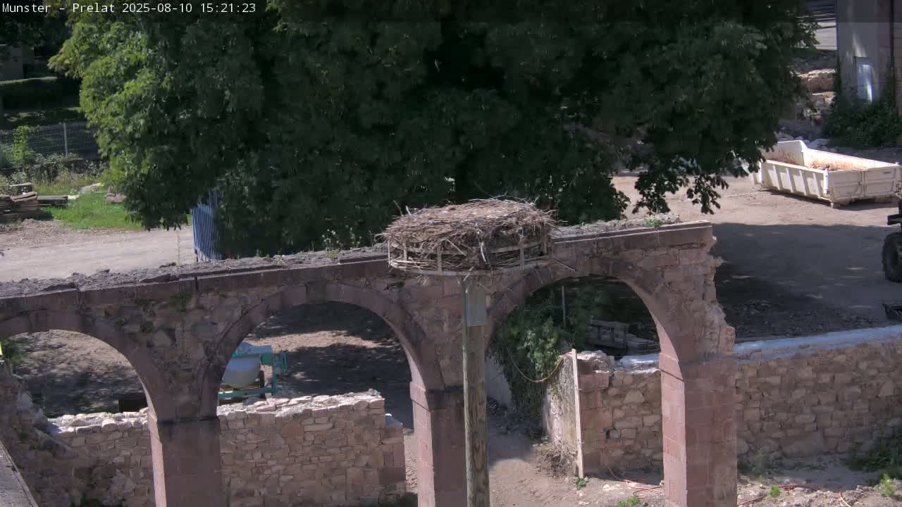 Munster, Ruines de l'Ancienne abbaye Saint Grégoire (Ruins of the Old Abbey of Saint Gregory) & Stork Nest Live Cam - Colmar-Ribeauvillé, Haut-Rhin, Grand Est, France
