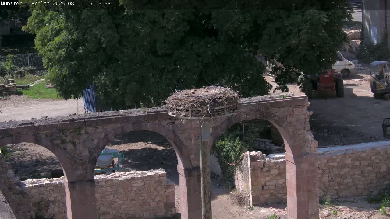 Munster, Ruines de l'Ancienne abbaye Saint Grégoire (Ruins of the Old Abbey of Saint Gregory) & Stork Nest Live Cam - Colmar-Ribeauvillé, Haut-Rhin, Grand Est, France