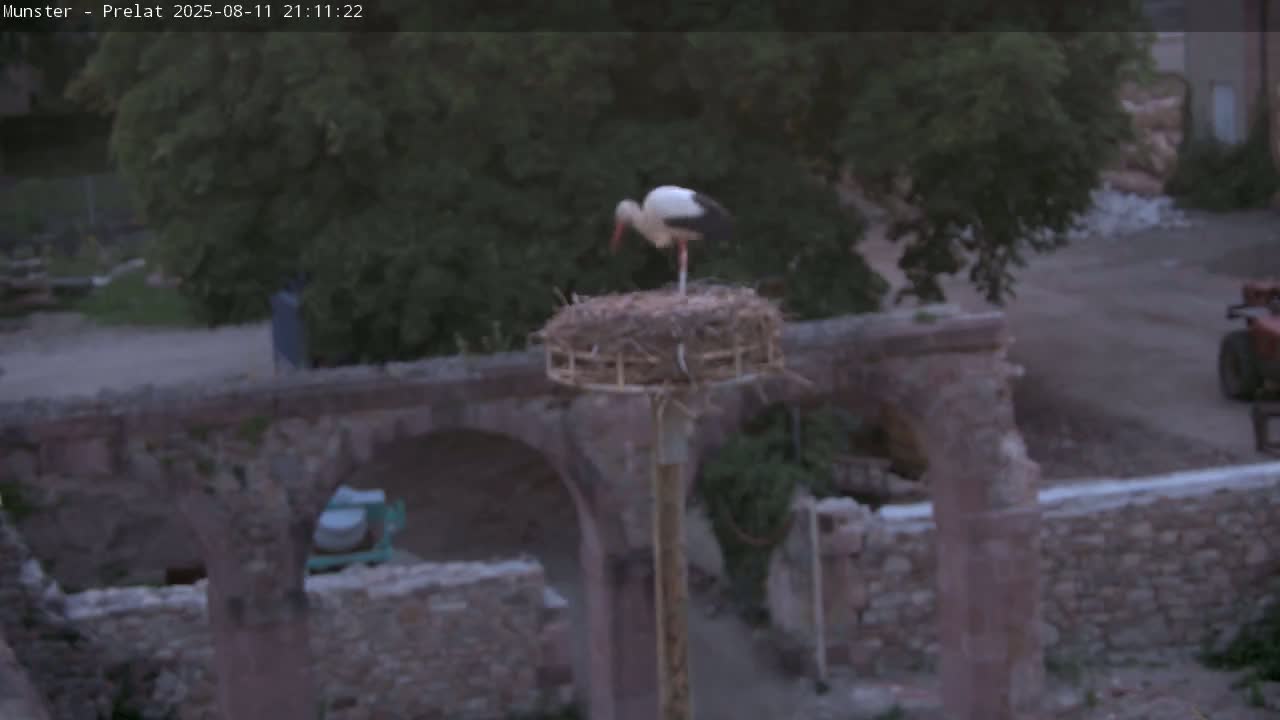 Munster, Ruines de l'Ancienne abbaye Saint Grégoire (Ruins of the Old Abbey of Saint Gregory) & Stork Nest Live Cam - Colmar-Ribeauvillé, Haut-Rhin, Grand Est, France