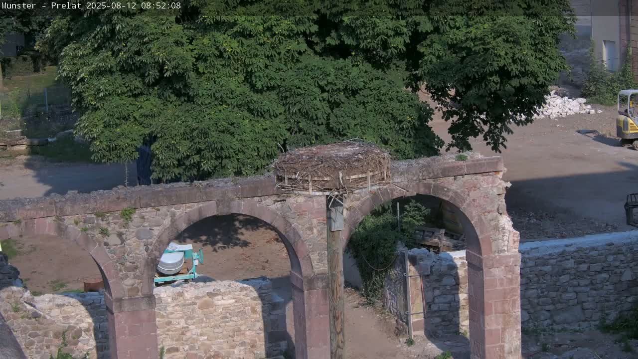 Munster, Ruines de l'Ancienne abbaye Saint Grégoire (Ruins of the Old Abbey of Saint Gregory) & Stork Nest Live Cam - Colmar-Ribeauvillé, Haut-Rhin, Grand Est, France