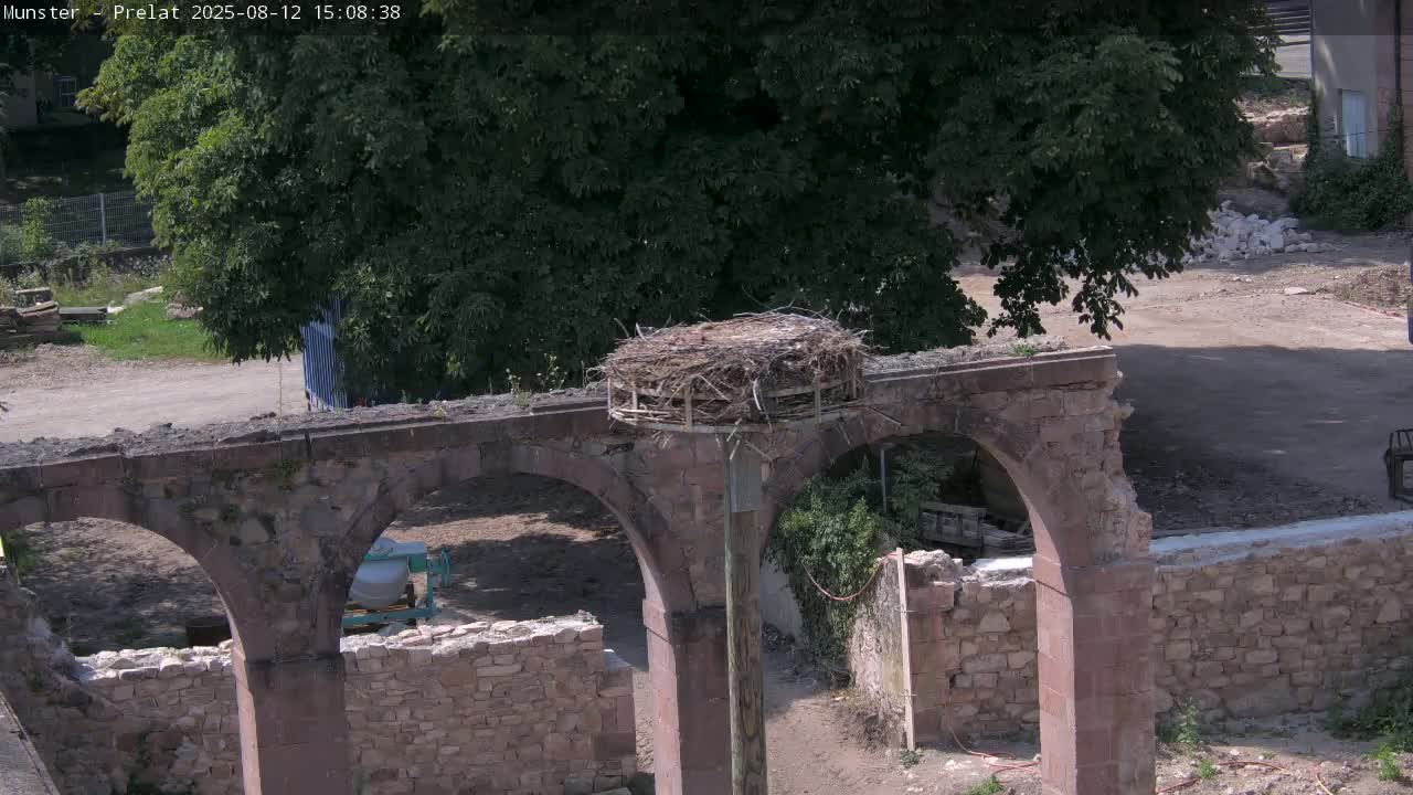 Munster, Ruines de l'Ancienne abbaye Saint Grégoire (Ruins of the Old Abbey of Saint Gregory) & Stork Nest Live Cam - Colmar-Ribeauvillé, Haut-Rhin, Grand Est, France