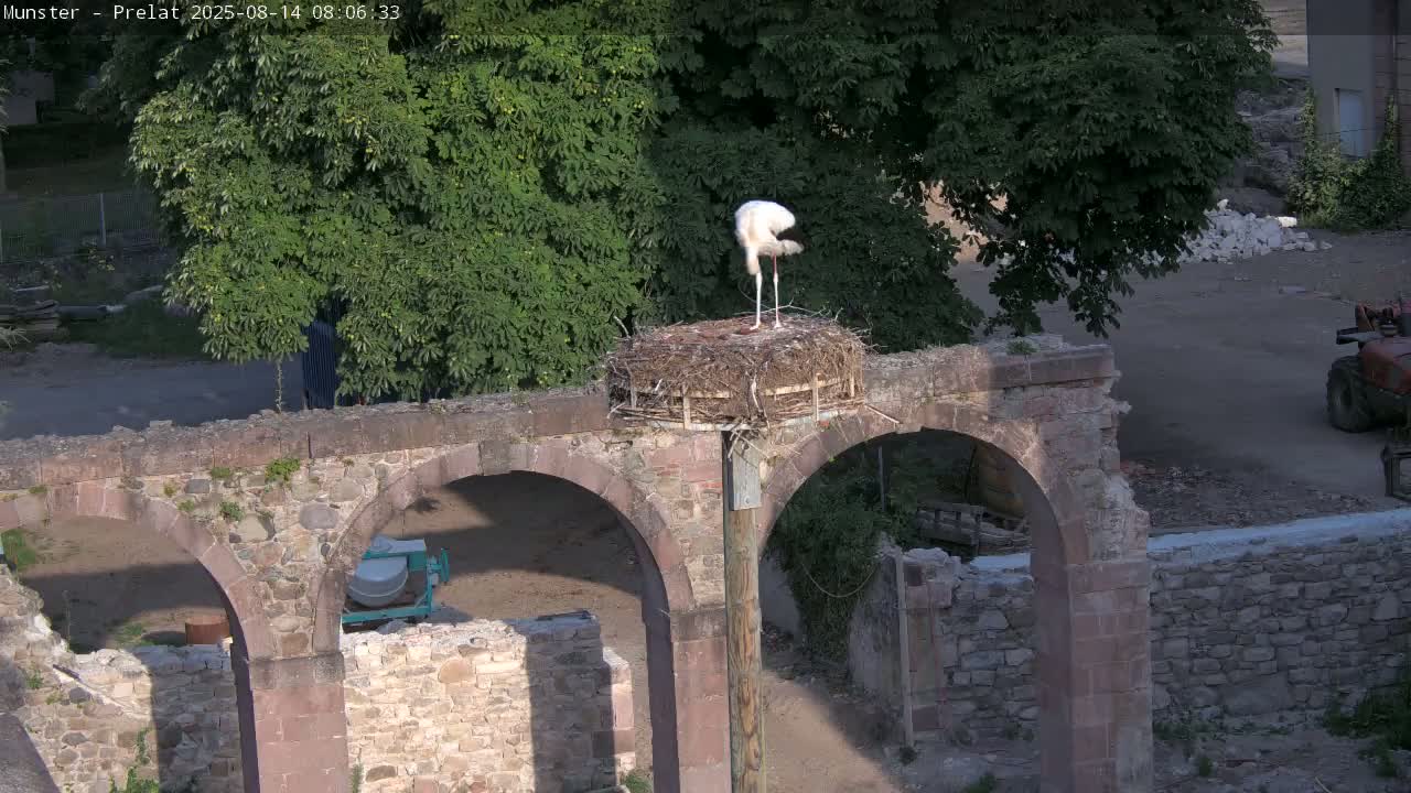 Munster, Ruines de l'Ancienne abbaye Saint Grégoire (Ruins of the Old Abbey of Saint Gregory) & Stork Nest Live Cam - Colmar-Ribeauvillé, Haut-Rhin, Grand Est, France