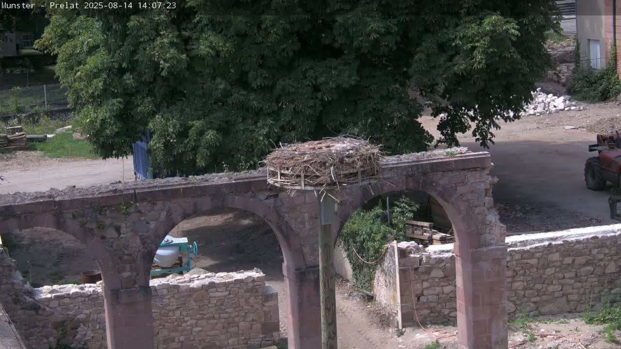 Munster, Ruines de l'Ancienne abbaye Saint Grégoire (Ruins of the Old Abbey of Saint Gregory) & Stork Nest Live Cam - Colmar-Ribeauvillé, Haut-Rhin, Grand Est, France