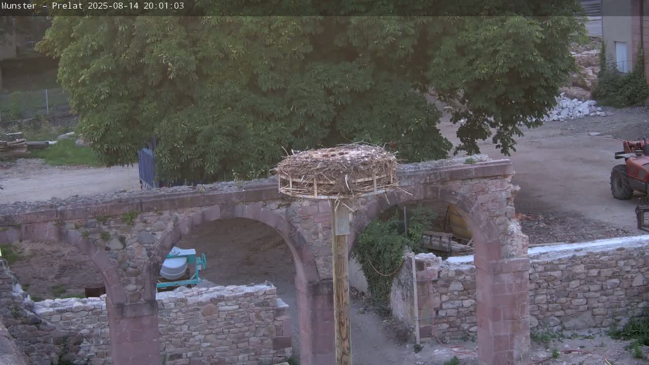 Munster, Ruines de l'Ancienne abbaye Saint Grégoire (Ruins of the Old Abbey of Saint Gregory) & Stork Nest Live Cam - Colmar-Ribeauvillé, Haut-Rhin, Grand Est, France