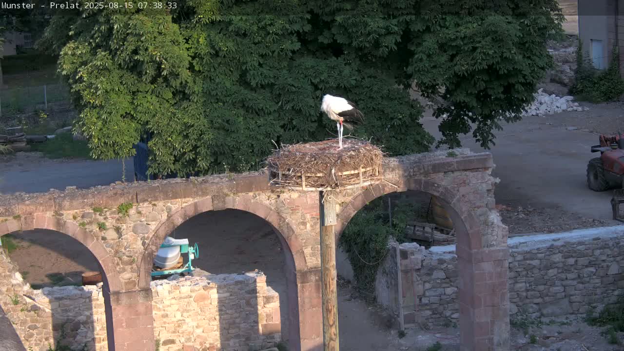 Munster, Ruines de l'Ancienne abbaye Saint Grégoire (Ruins of the Old Abbey of Saint Gregory) & Stork Nest Live Cam - Colmar-Ribeauvillé, Haut-Rhin, Grand Est, France