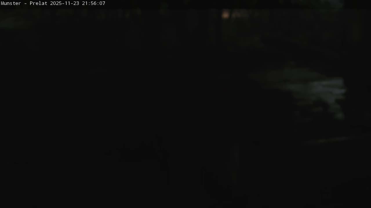 Munster, Ruines de l'Ancienne abbaye Saint Grégoire (Ruins of the Old Abbey of Saint Gregory) & Stork Nest Live Cam - Colmar-Ribeauvillé, Haut-Rhin, Grand Est, France