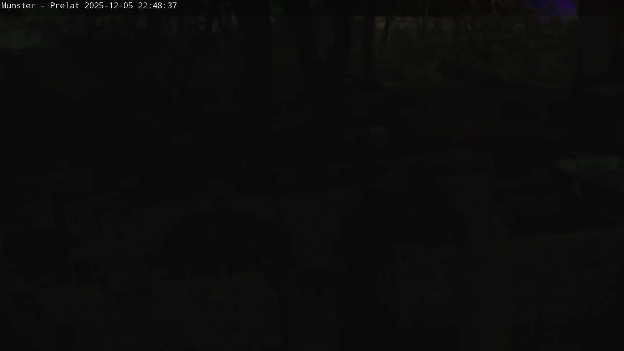 Munster, Ruines de l'Ancienne abbaye Saint Grégoire (Ruins of the Old Abbey of Saint Gregory) & Stork Nest Live Cam - Colmar-Ribeauvillé, Haut-Rhin, Grand Est, France