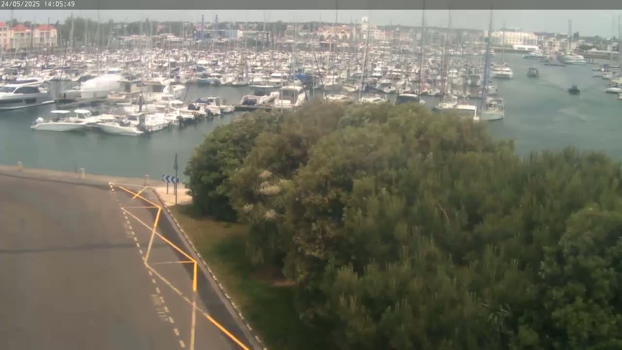 A marina filled with numerous boats is partially obscured by a dense collection of green trees under an overcast sky.