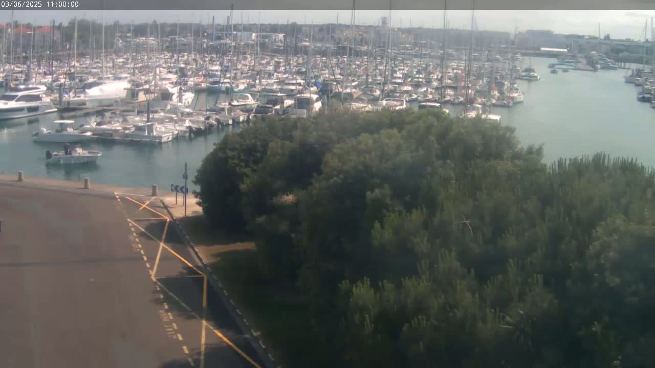 A calm harbor filled with numerous boats is viewed from above, partially obscured by a dense, green grove of trees.
