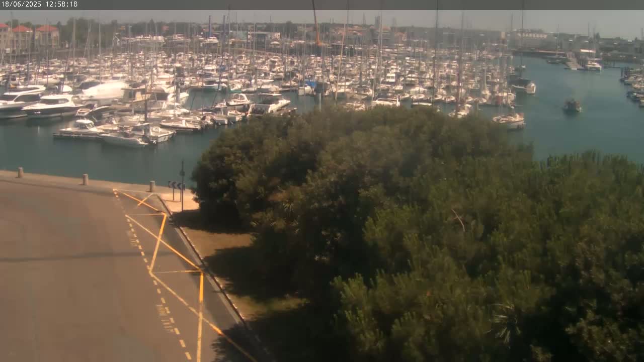 A crowded marina filled with numerous boats and yachts is seen from an elevated vantage point on a sunny day, with a patch of dark green trees in the foreground.