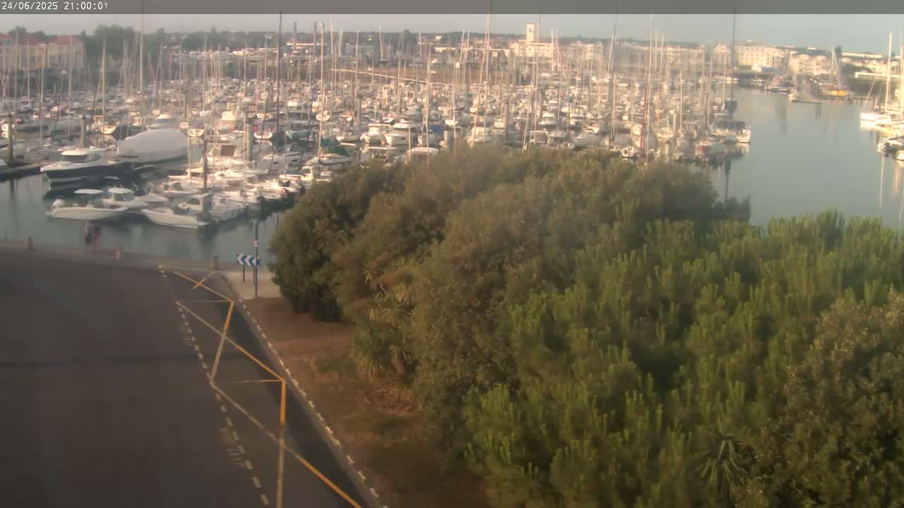 A harbor filled with numerous boats is seen beyond a patch of green trees and shrubbery under a clear sky.
