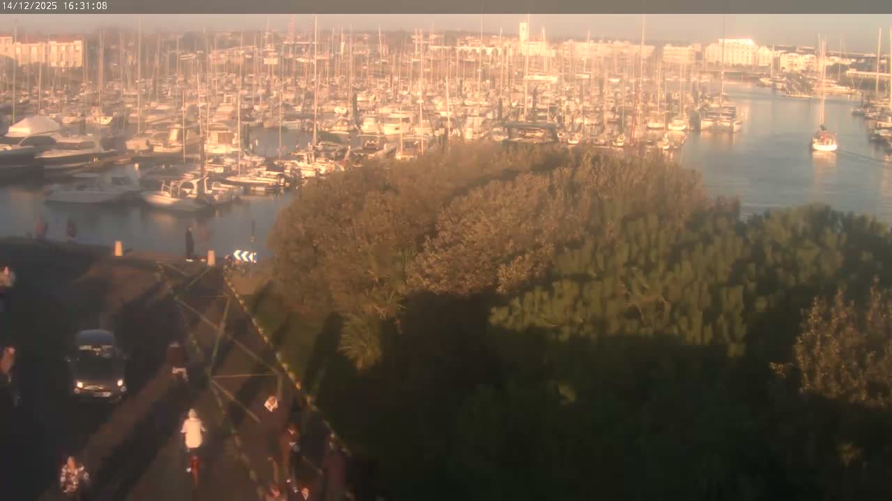 A bustling marina is densely packed with numerous boats docked in calm water, framed by dark green trees and a road in the foreground, all under a bright hazy sky.