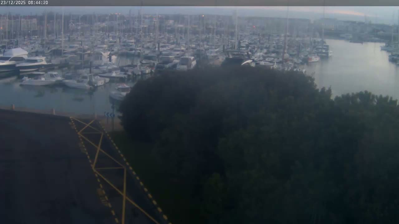 A busy marina crowded with numerous boats is seen on a hazy, overcast morning, with dark foliage and a paved area with yellow markings in the foreground, and a white bird flying above the trees.