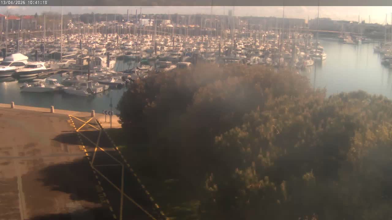 A busy marina crowded with numerous boats is seen on a hazy, overcast morning, with dark foliage and a paved area with yellow markings in the foreground, and a white bird flying above the trees.