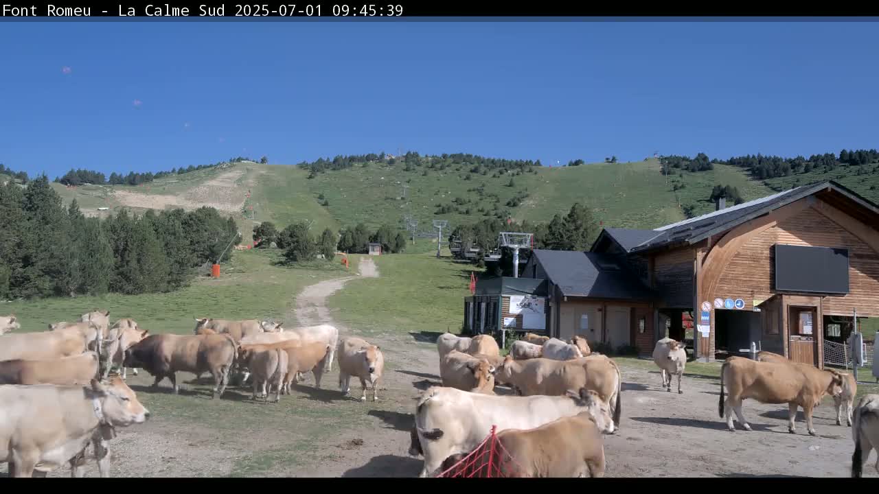 A herd of light brown cows grazes in a grassy area near a ski lift and a wooden building under a clear blue sky.