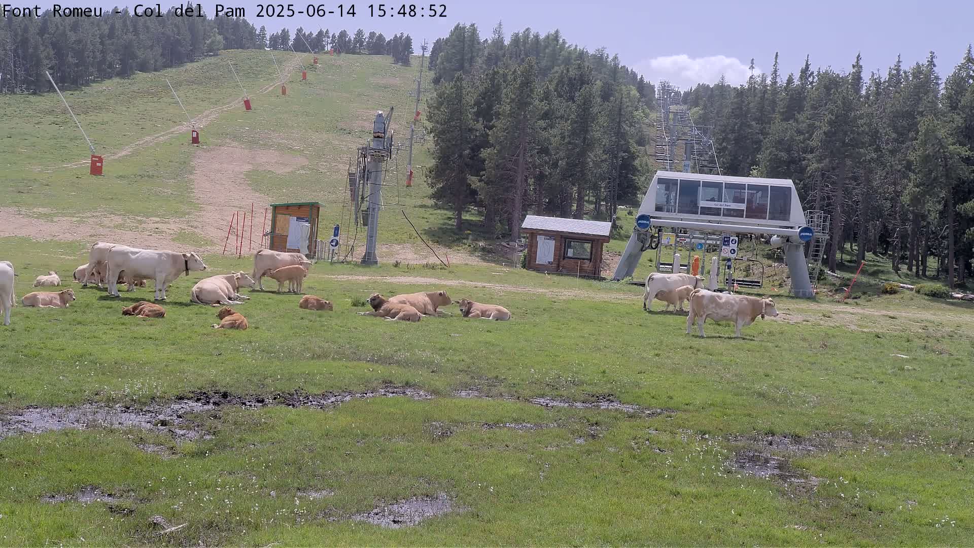 A herd of light brown cows and calves grazes in a grassy field near a ski lift on a sunny day.
