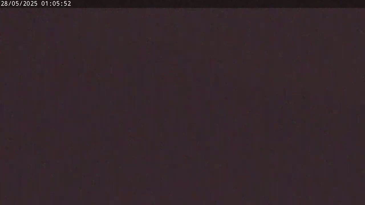 The image shows a solid dark brown or purplish-brown background.