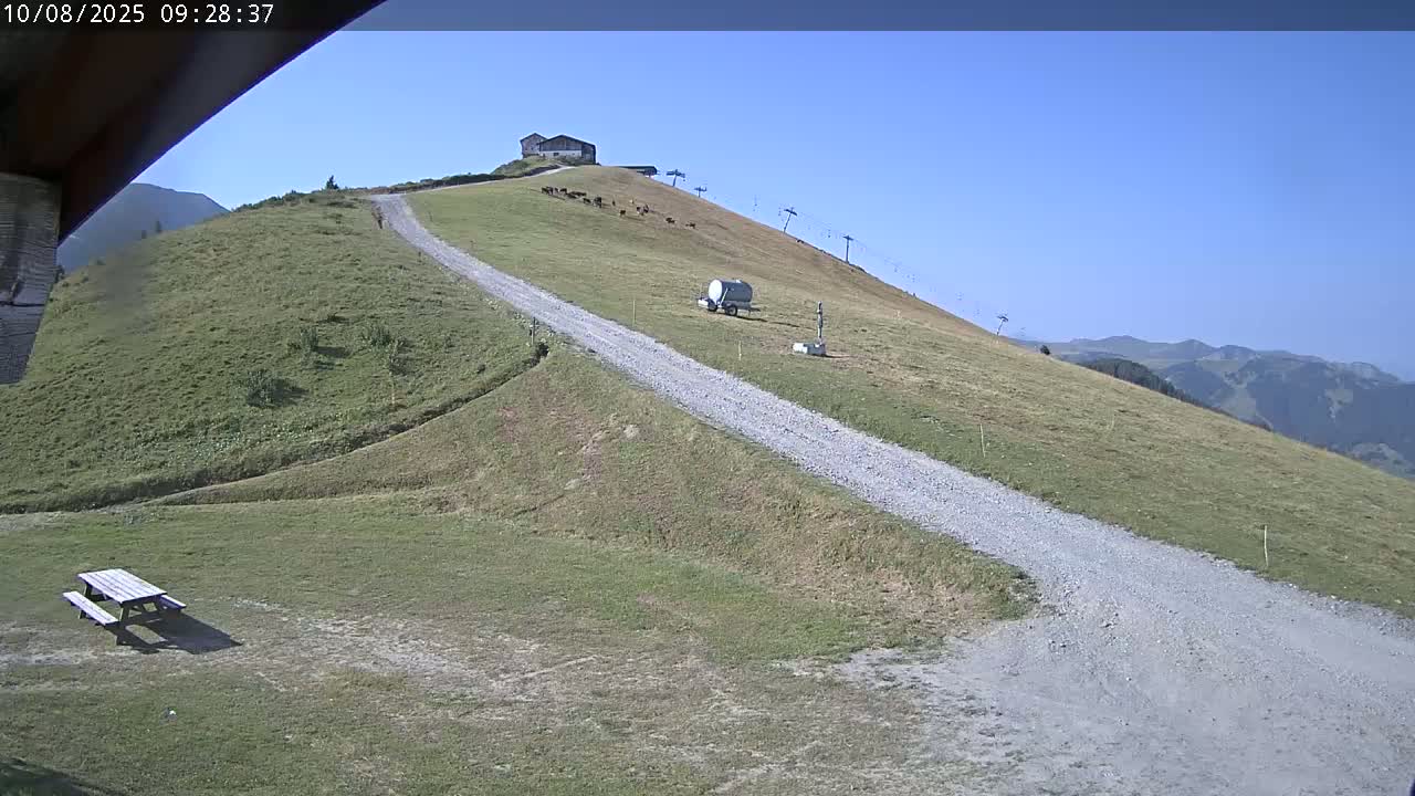 A gravel road winds up a grassy hillside on a clear, sunny day, toward a building and a small herd of cattle.