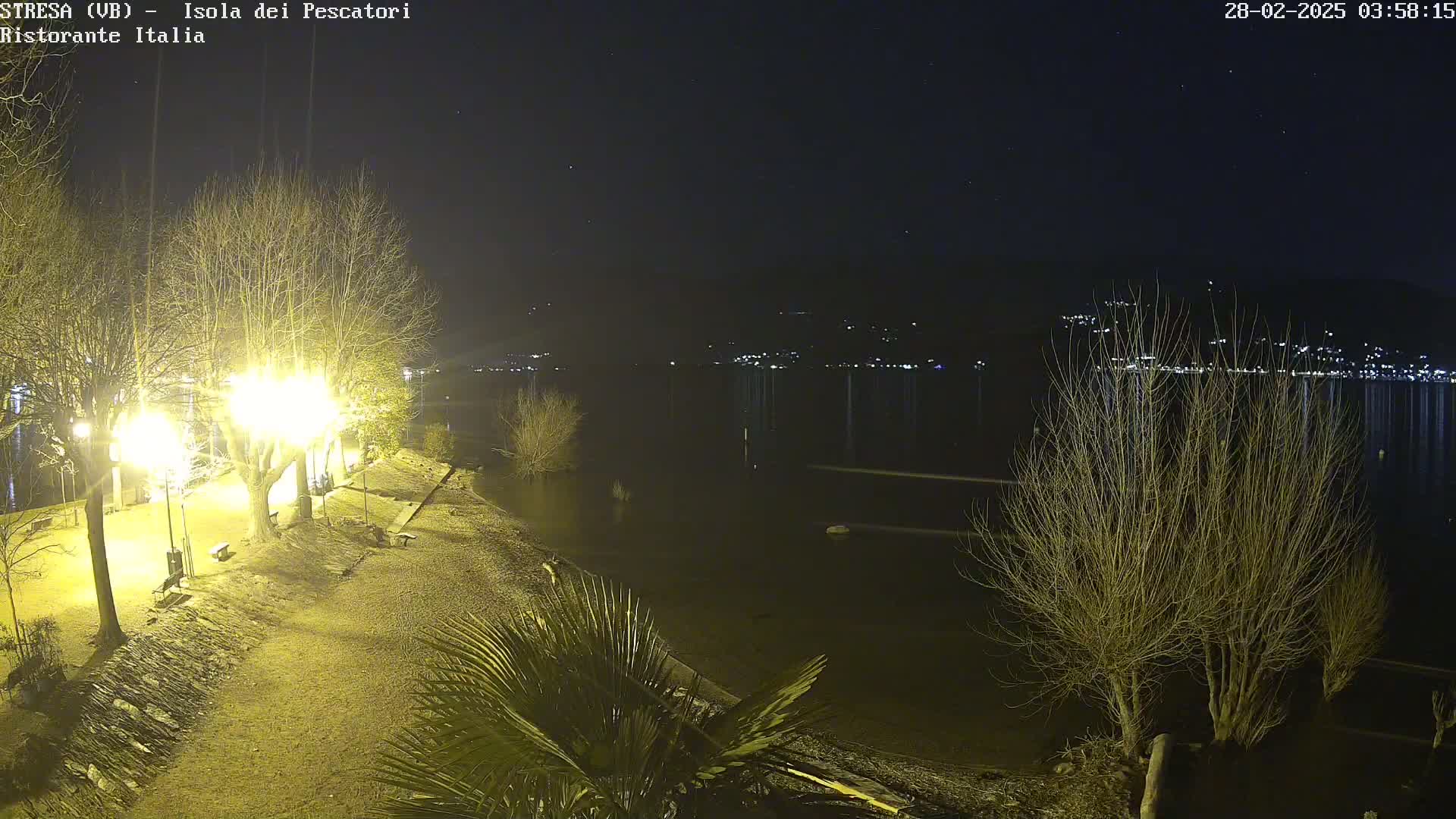 A nighttime view of a calm lake shore illuminated by lamplight, with bare trees and a palm tree visible in the foreground under a starry sky.