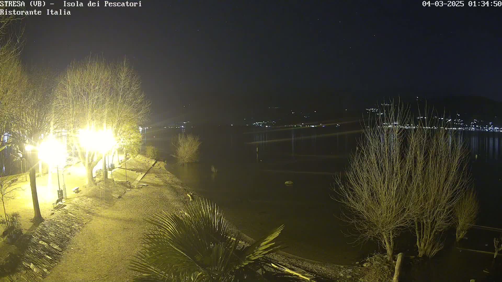 A nighttime view of a shoreline with bare trees and palm trees illuminated by artificial lights, overlooking a calm body of water reflecting distant lights under a clear, starry sky.