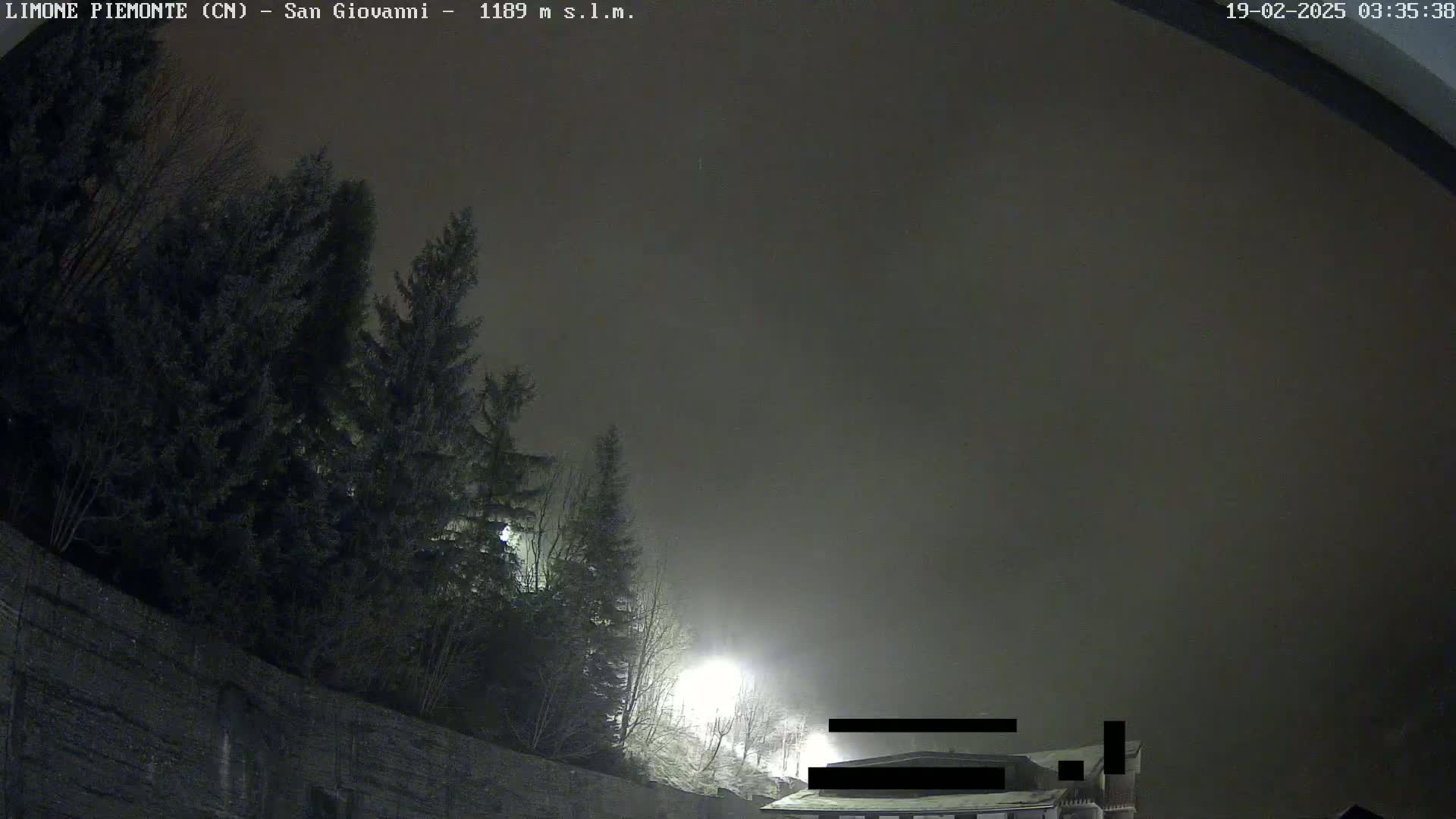 A foggy night scene shows dark evergreen trees silhouetted against a building and streetlights in the distance.