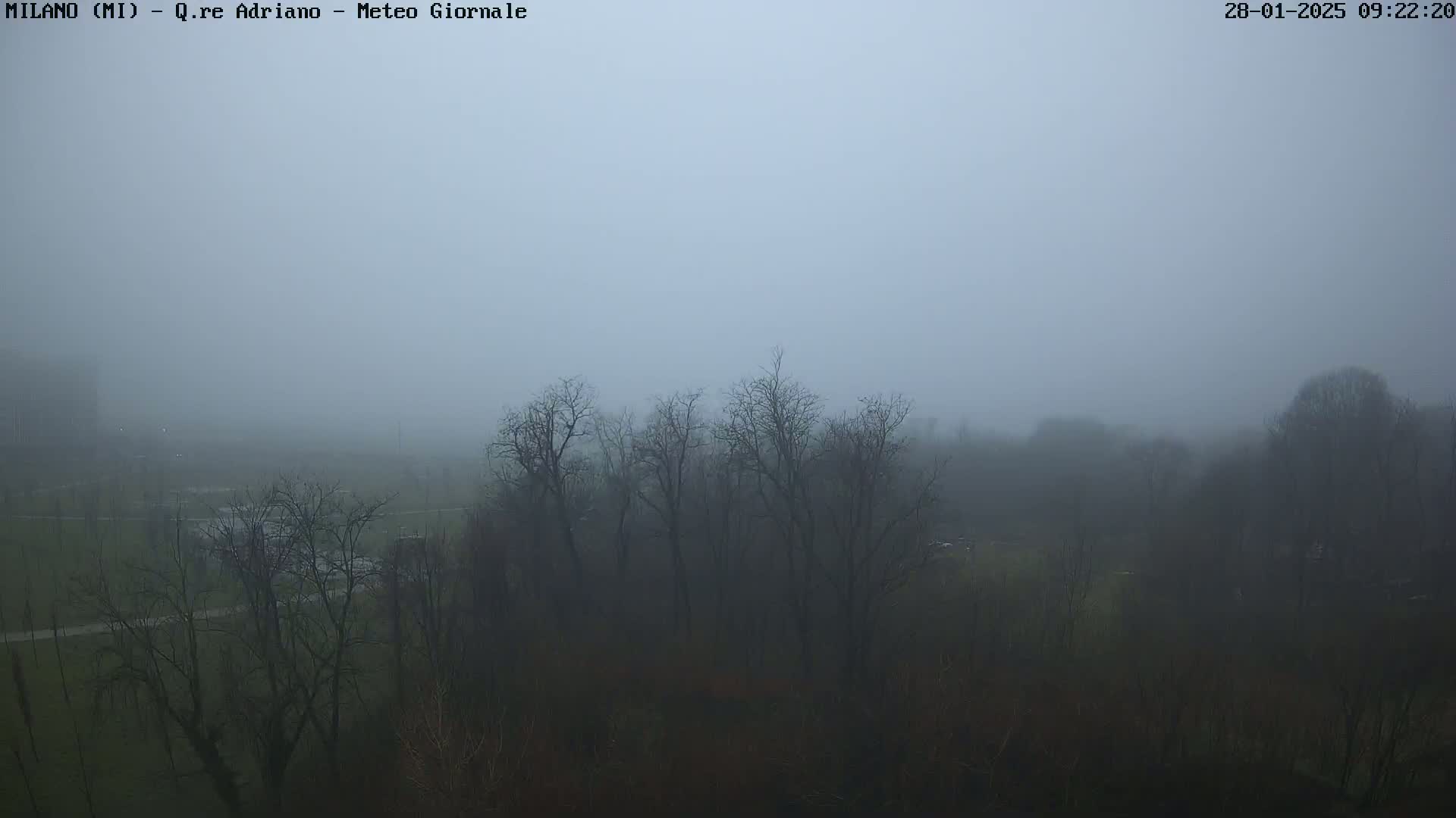 A thick fog obscures a flat landscape of bare, dark trees.
