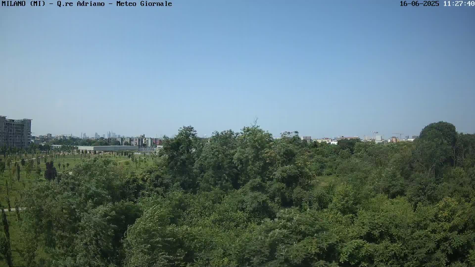 A dense green park with a city skyline visible in the distance under a clear blue sky.