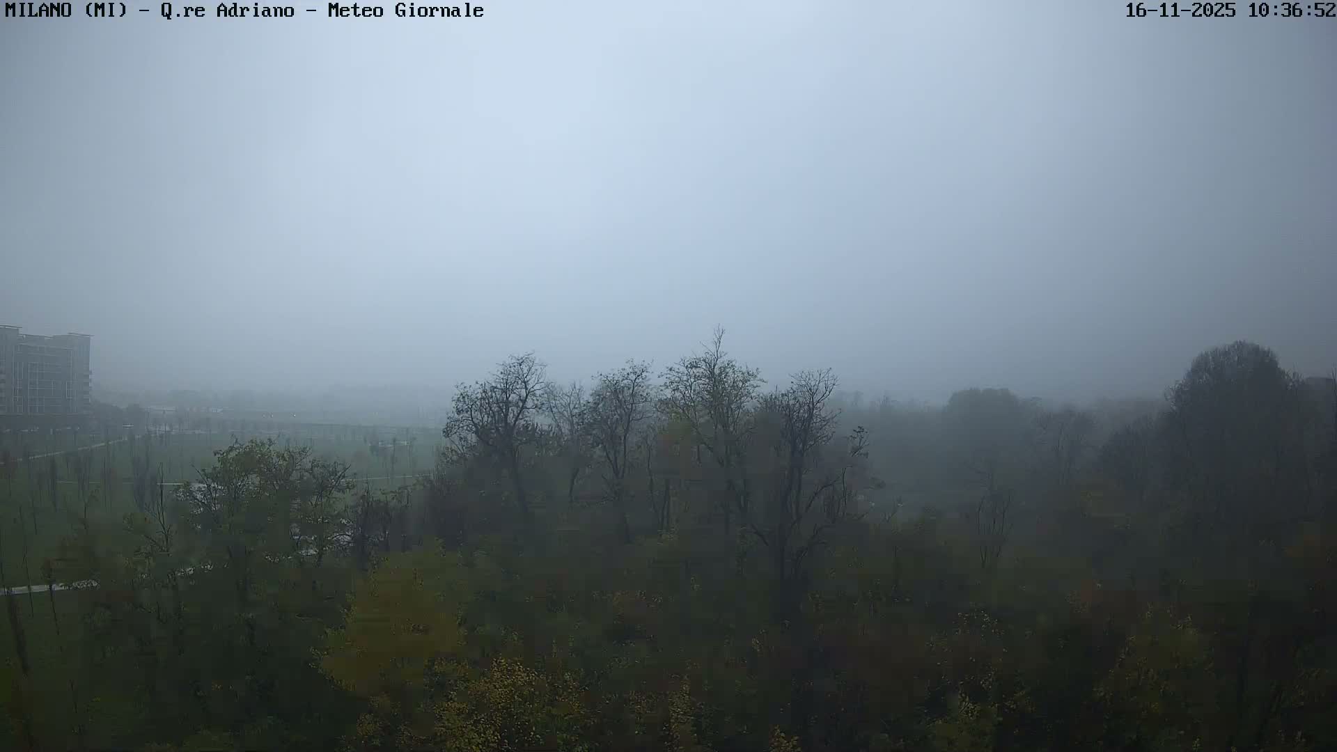 The scene depicts a park with scattered trees, some bare and some retaining muted green leaves, and distant buildings partially obscured by dense, widespread fog.