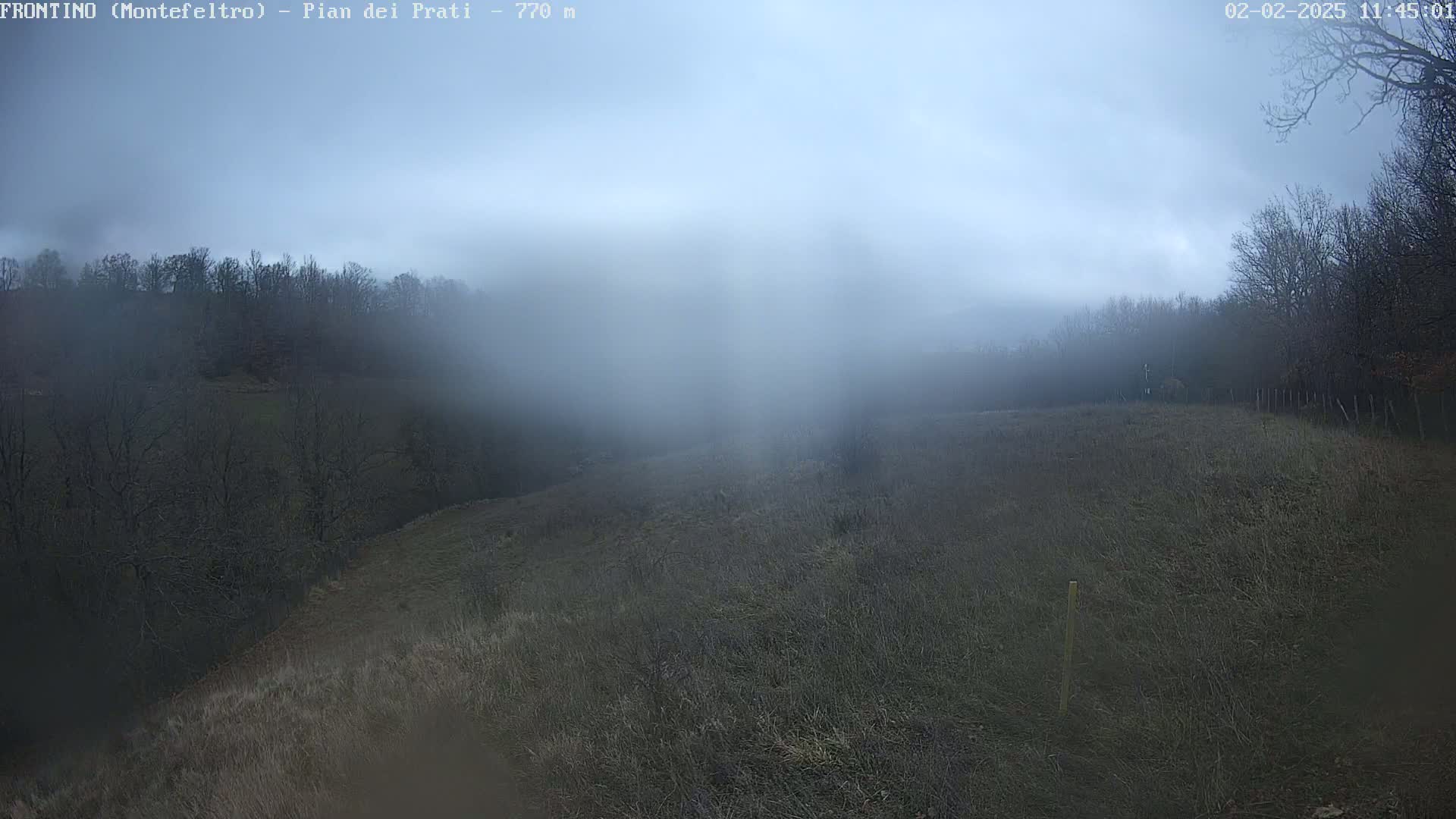 A foggy, overcast day reveals a sparsely vegetated hillside with a line of leafless trees in the background.
